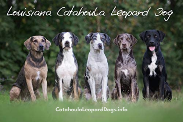 Name:  catahoulaleoparddogs.png
Views: 372
Size:  365.6 KB