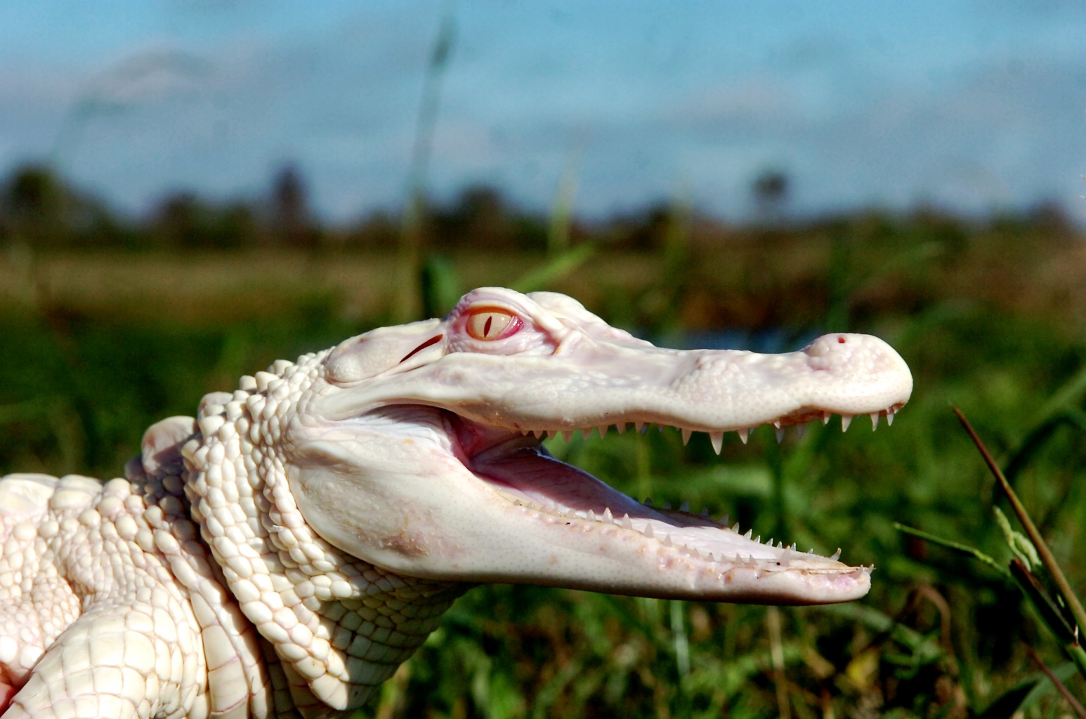 Name:  alligatoralbinos.jpg
Views: 1149
Size:  385.8 KB