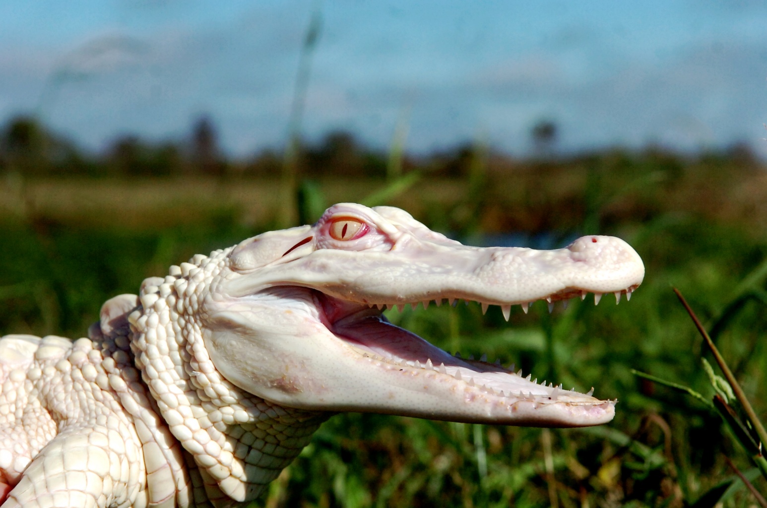 Name:  alligatoralbinos.jpg
Views: 927
Size:  385.8 KB