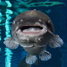 Name:  bluecatfish.jpg
Views: 829
Size:  8.2 KB