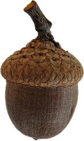 Name:  Acorn_1.jpg
Views: 859
Size:  7.5 KB