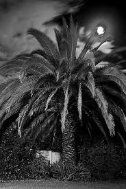 Name:  Palmtree_1.jpg
Views: 513
Size:  10.9 KB