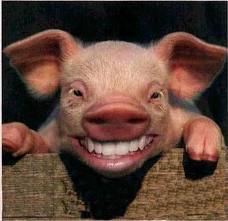 Name:  pig_1.jpg
Views: 525
Size:  9.9 KB