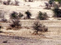 Name:  sparsevegetation_1.jpg
Views: 501
Size:  11.8 KB