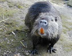 Name:  muskrat.jpg
Views: 340
Size:  12.6 KB