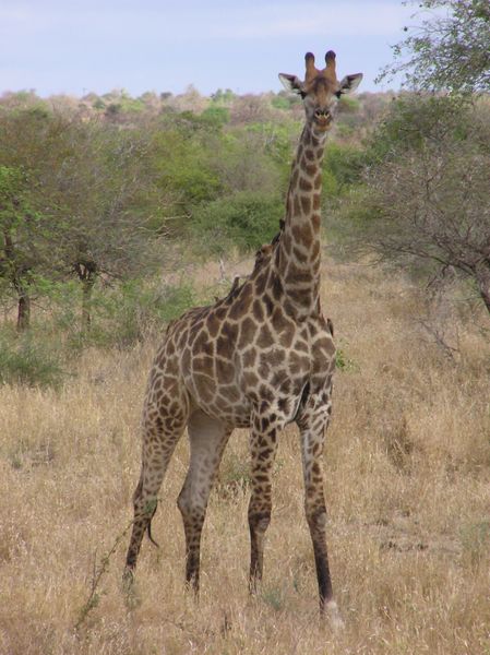 Name:  449px-Giraffe_Kruger.jpg
Views: 451
Size:  71.6 KB