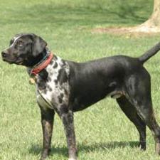 Name:  catahoula_leopard_dog.jpg
Views: 697
Size:  11.3 KB