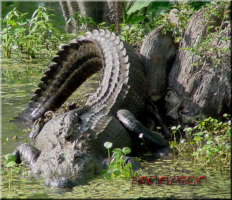 Alligator on University of Louisiana Campus Swamp